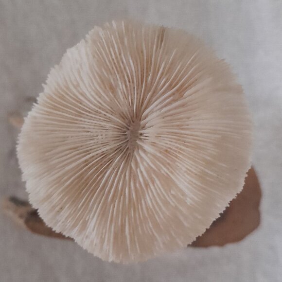 "Magic Mushroom" Frog under White Coral Mushroom - Picture 4 of 5